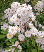 Remontierender Rambler Guirlande dAmour