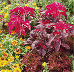 Hier zu sehen: Lollo-Salat im Blumenbeet in Kombination mit rotem Amaranth. Pflanzen Sie Ihre Salate ins Blumenbeet. Sie bieten dekorativen Blattschmuck. Und selbst wenn die Salate schießen, hat das noch Zierwert und sie können sogar Saatgut gewinnen. Nach der Ernte des Salats folgt z. B. der bunte Mangold oder Zierkohl als Herbstgemüse.