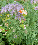 Die Gründüngungen Phacelia und Buchweizen werden auch gerne von Bienen und Hummeln besucht.
