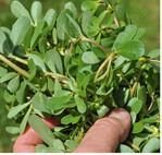 Die leicht säuerlich schmeckenden, knackigen Blätter bereichern jeden Sommersalat