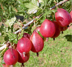 Rote Sorten wie ‘Tixia’ schützen die Artierien