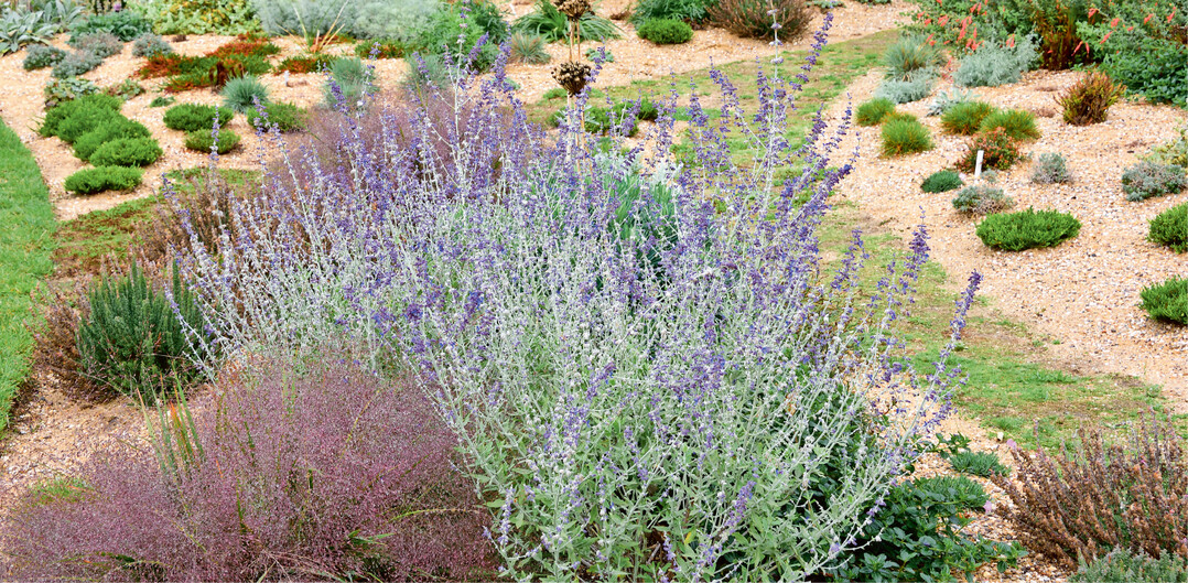 Hier nisteten und nisten hoffentlich immer noch Efeu-Seidenbienen (unten). Das Beet ist eher spärlich bepflanzt und zwischen den Pflanzen befindet sich eine Schicht aus grobem Sand