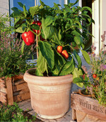 Paprika lassen sich auch wunderbar in Kübeln kultivieren. Rote und orangefarbene Früchte sorgen hier für hübsche Farbtupfer im satten Grün und garantieren später einen absoluten Knabber-Spaß.