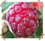 Kirschessigfliegenbefall an Himbeere