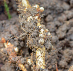 Die Knöllchenbakterien an den Leguminosenwurzeln reichern den Boden mit Stickstoff an