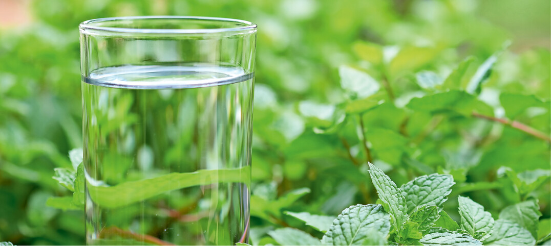 Minze enth�lt Menthol, das beim Genuss ein Erfrischungsgef�hl hervorruft