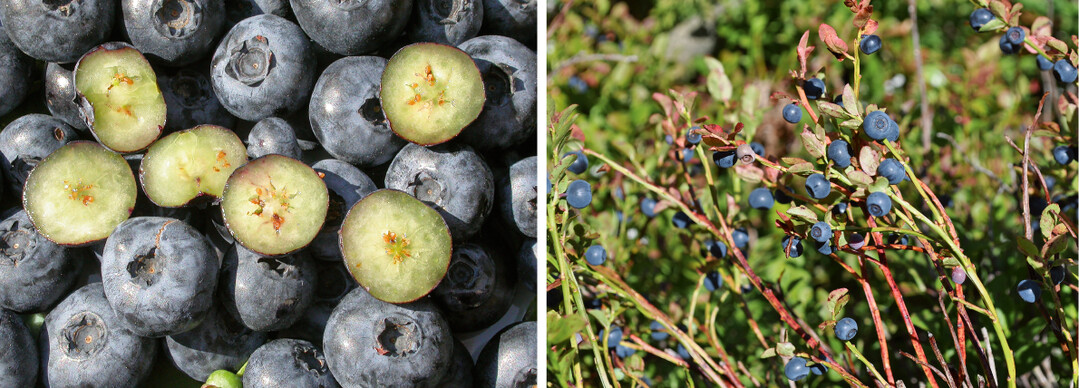 Kulturheidelbeeren (links) haben wei�es Fruchtfleisch, Waldheidelbeeren (rechts) dagegen rotes