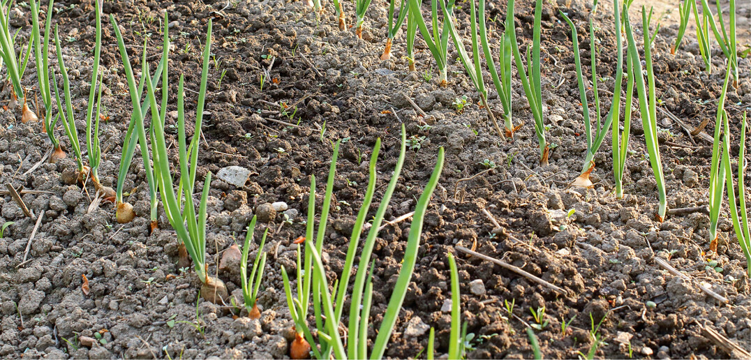 Zwiebeln d�rfen zeitig im Fr�hjahr in den Boden