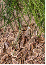 Dillsamen wirken ähnlich wie Fenchelsamen entkrampfend und entblähend