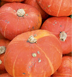 Die Lagerdauer von Kürbissen liegt bei guter Pflanzenernährung und Lagerung zwischen 4 bis 6 Monaten. Es empfiehlt sich bei sehr feuchten Standorten, unter die noch reifenden Kürbisse ein Brett zu legen, bevor sie zu schwer werden. Denn auf nasser Erde fangen Kürbisse leicht an zu faulen.