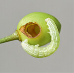 Larven von Frostspanner und Apfelblütenstecher