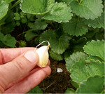 Knoblauch wird im Ökoanbau auch als wirksames Mittel gegen Schädlinge eingesetzt. Denn Blattläuse & Co können den Geruch der Pflanze nicht ausstehen. Besonders gern wird das würzige Lauchgewächs deshalb als Schutz zwischen Erdbeeren, Möhren oder andere Gemüsearten gepflanzt.