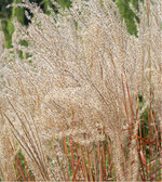 Wenn Sie Miscanthus im Herbst pflanzen, dann so früh wie möglich, damit er noch möglichst viele Faserwurzeln bilden kann. Frostschutz im ersten Winter ist ratsam.