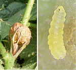 Herausbrechende Galle (links, an Taybeere)und Larve (rechts) der Himbeergallmücke