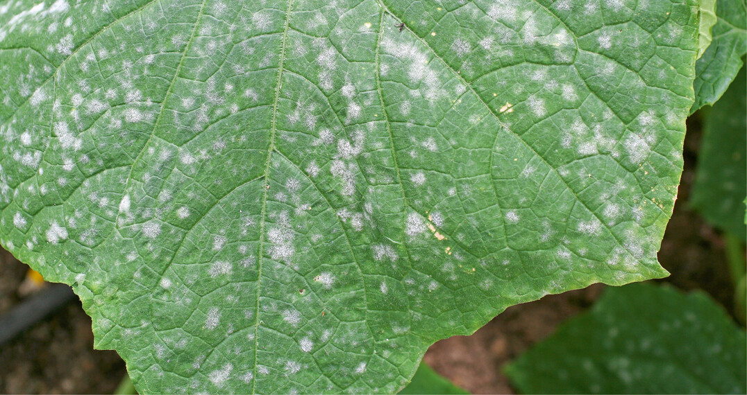 Netzschwefel wird aus reinem Schwefel hergestellt. Spritzun- gen mit dem in Wasser gelösten Präparat hindern Pilzsporen am Auskeimen. Deshalb wirkt er nur vorbeu- gend und nicht mehr bei starkem Befall.