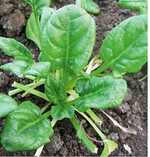 Spinat nicht zu tief schneiden. Ist eine Mehrfachernte geplant, muss so geschnitten werden, dass das Herz unverletzt stehen bleibt. Die erste Ernte erfolgt bei warmem Herbstwetter noch diesjährig im November. Je nach Witterung sind noch 1 bis 2 weitere Schnitte möglich bis Anfang April.Tipp: Um die Nitratgehalte niedrig zu halten, sollte am späten Vormittag oder Nachmittag geerntet werden. Und: Wer die Stiele entfernt, reduziert den Nitratgehalt wesentlich.