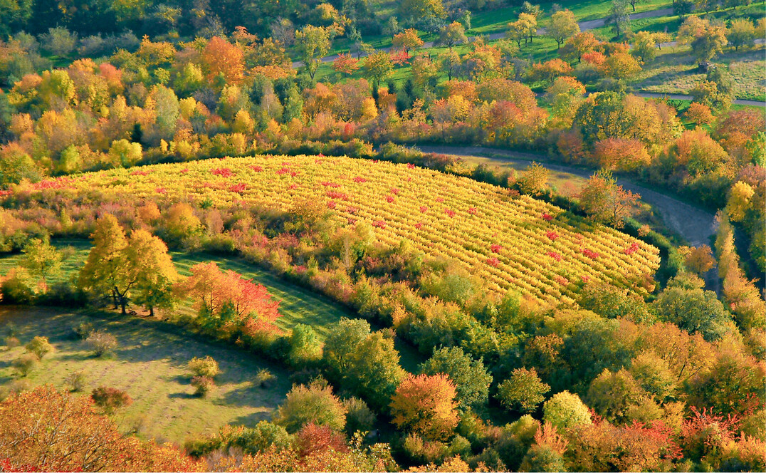 Im Herbst kann man die Vielfalt der Obstarten in Streuobstwiesen an der unterschiedlichen Laubf�rbung gut erkennen