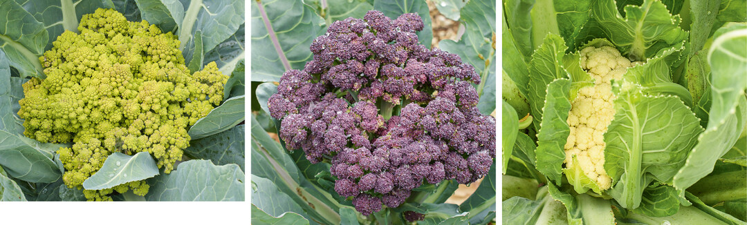 Blumenkohl Romanesco mit Spiralmuster (l.) und �Erfurter Zwerg� (r.); violette Blume von Brokkoli �Rosalind� (m.)