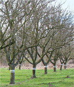 Frostspanner-Leimgürtel an Hochstämmen