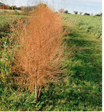 Abgestorbenes Laub bei Grünspargel mit Verunkrautung. Dieses Unkraut muss nach dem Laubschnitt entfernt werden. Danach wird der Boden neben den Spargelreihen gelockert. Mit dem lockeren Boden werden beim Bleichspargel die Winterdämme aufgehäufelt. Bei Grünspargel wird nur ein leichter Damm aufgeworfen. Dies bietet den Schnittstellen einen Schutz.