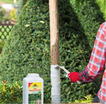 Die weiße Farbe wirft das grelle Sonnenlicht zurück und verhindert, dass sich der Stamm zu stark erwärmt. So werden extreme Temperaturunterschiede am Stamm des Baumes vermindert.