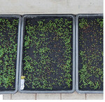 Im Erwerbsanbau findet ein sogenannter Kressetest statt, um die Eignung von Substraten zu prüfen. Die Kresse empfiehlt sich mit ihrem rettichartig scharfen Geschmack als pikantes Würzkraut für Salate, Quark, Eierspeisen oder Kartoffeln. Oder als Brotbelag verwenden - einfach lecker!