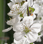 Blühende Barbarazweige