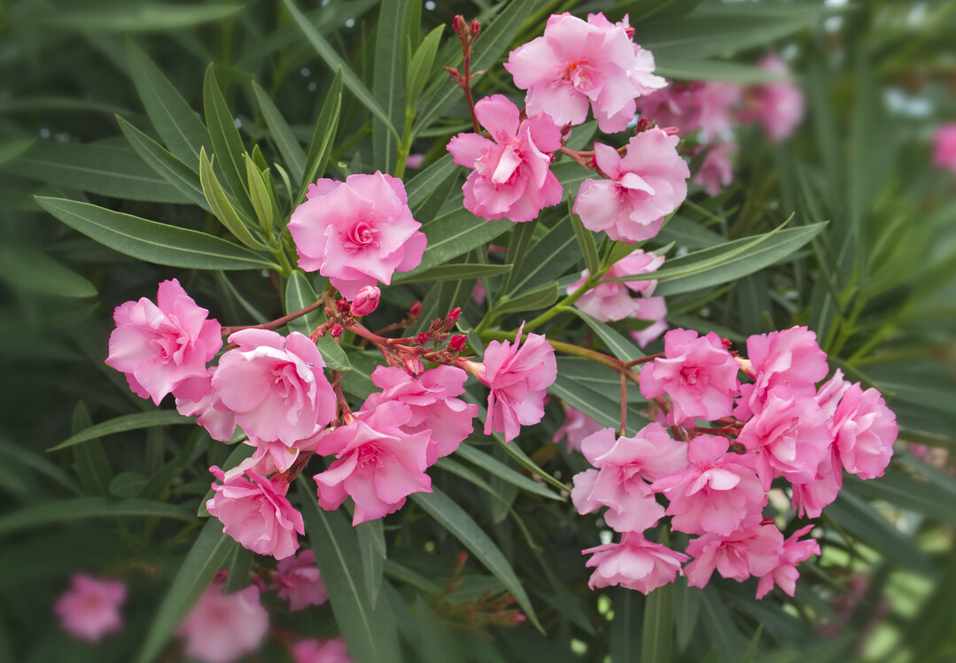 Wegen Xylella-Risiko darf Oleander auf der Chelsea Flower Show 2022 nicht verwendet werden.