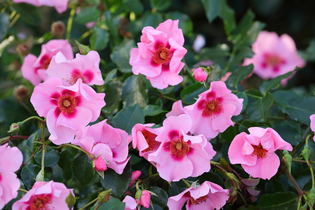 Orienta Farina: Die Beetrose Orienta Farina aus der Gruppe der Persica-Rosen blht ppig leuchtend rosa mit rotem Auge (4 bis 6 cm Durchmesser). Der Bltenflor trotzt sowohl Hitze als auch Starkregen. Durch ihre Fhigkeit zur Selbstreinigung erstrahlt Orienta Farina auch nach einem grauen Regentag in frischem Pink. Wie alle Orienta-Rosen ist sie mit ihren Schalenblten ein Insektenmagnet. Wuchshhe: 50 bis  80 cm, leicht duftend. Sie ist blattgesund und robust gegen Mehltau und Sternrutau. Verwendung: Mischpflanzungen, Beete, Naturgrten