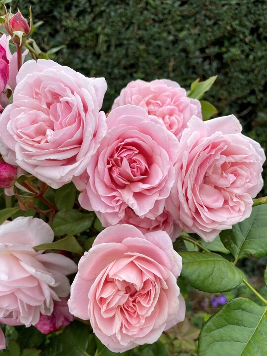"Our First Summer" Tm Plant"n"relax ist eine Kletterrose mit sehr gut duftenden groen gefllten rosafarbenen Blten. Die Blten sind zahlreich und halten lange, sodass sie auch bestens fr den Schnitt geeignet sind. Die Bltezeit erstreckt sich von Anfang Juni bis weit in den Herbst hinein. "Our first Summer" klettert 200 bis  250 cm hoch. Sie ist die Schwestersorte von "Our Last Summer".