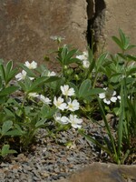 Frank Schroeder vom Ommertalhof in Lindlar setzt bei mineralischen Mulchmaterialien auf Splitt aus lokaler Grauwacke.