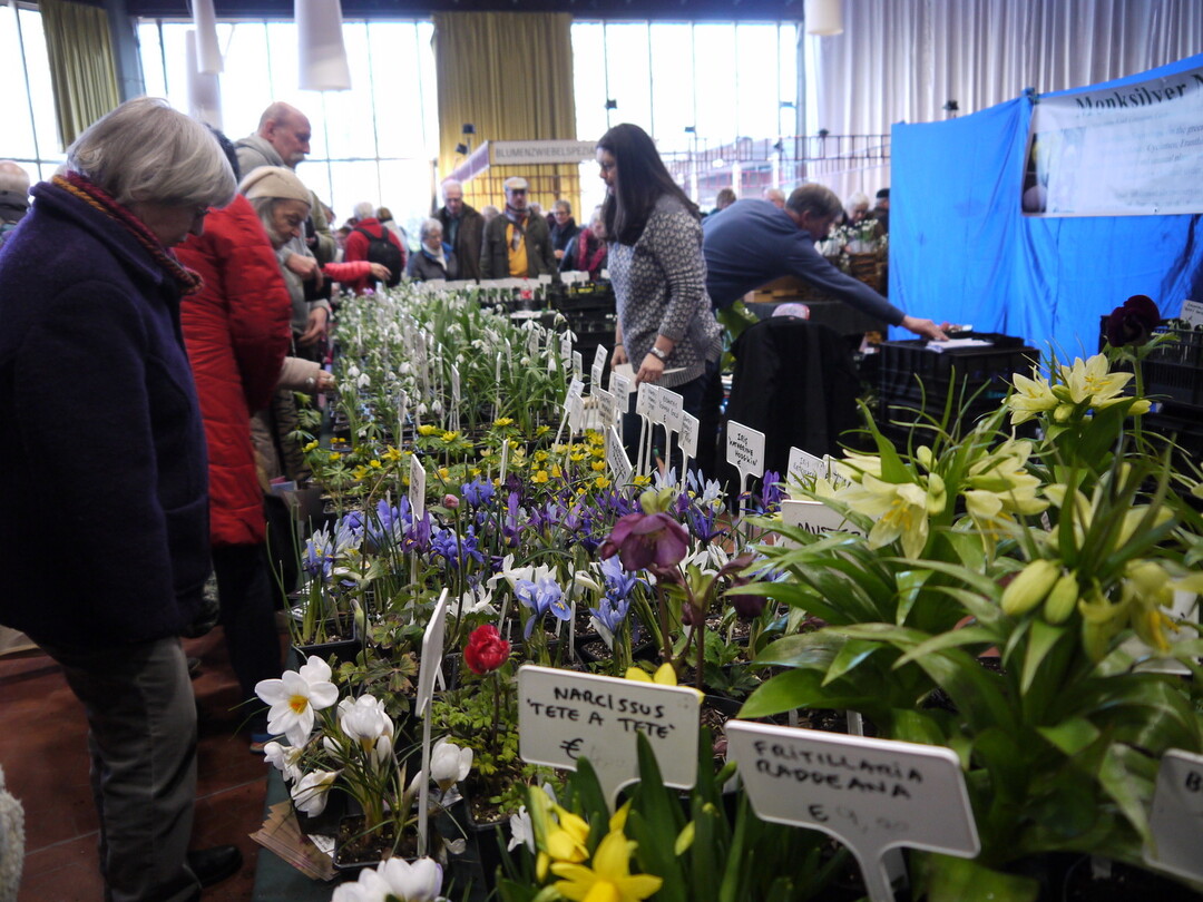 Der Stand der Monksilver Nursery voller prchtiger frhblhender Zwiebelpflanzen.