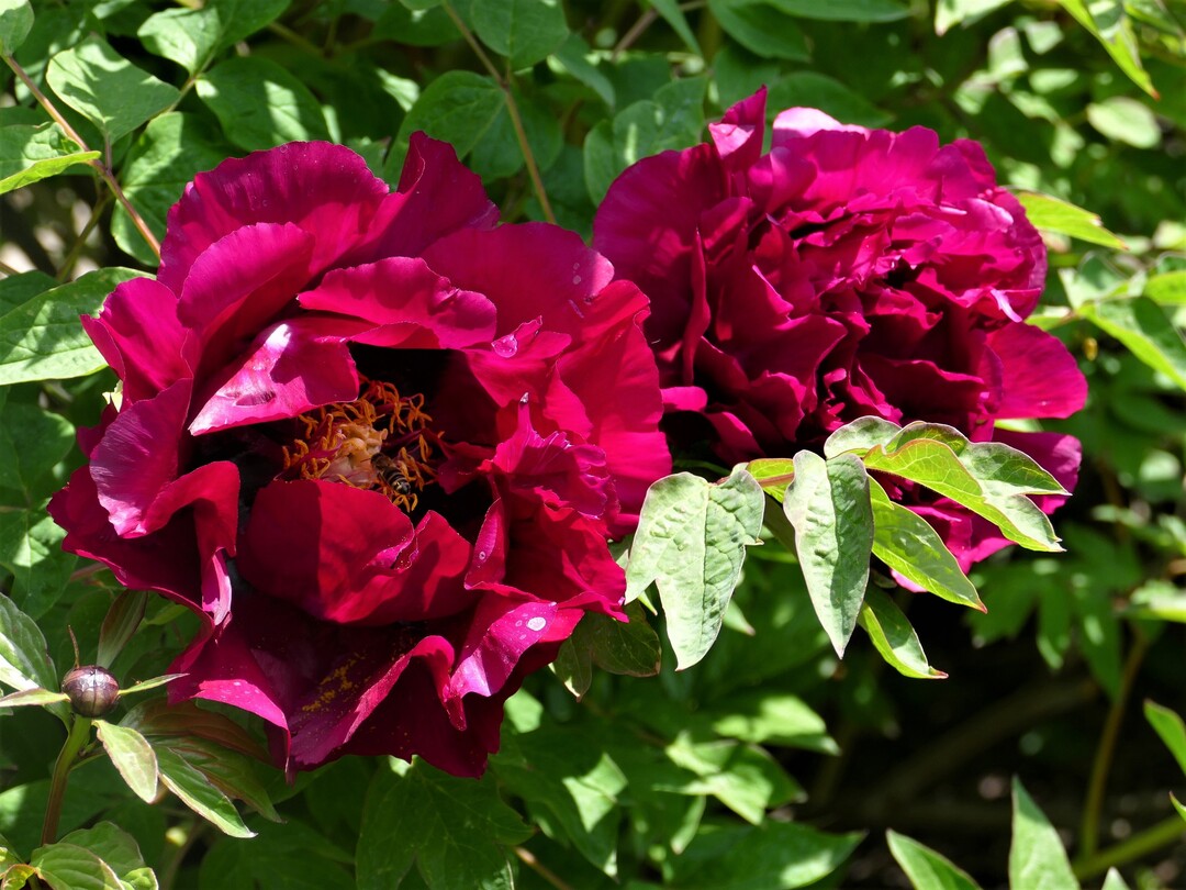   Paeonia "Zi Die Ying Feng"
