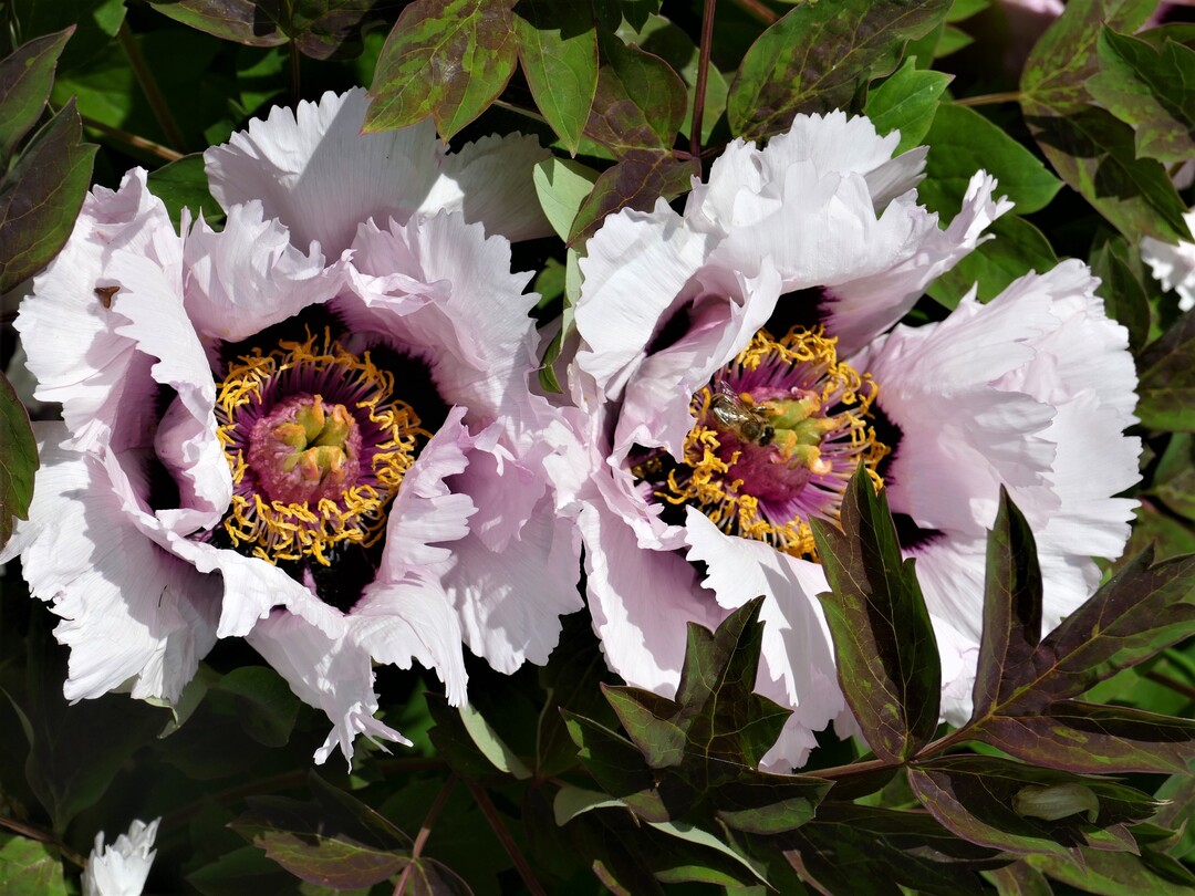   Paeonia "Adelheid Platte"