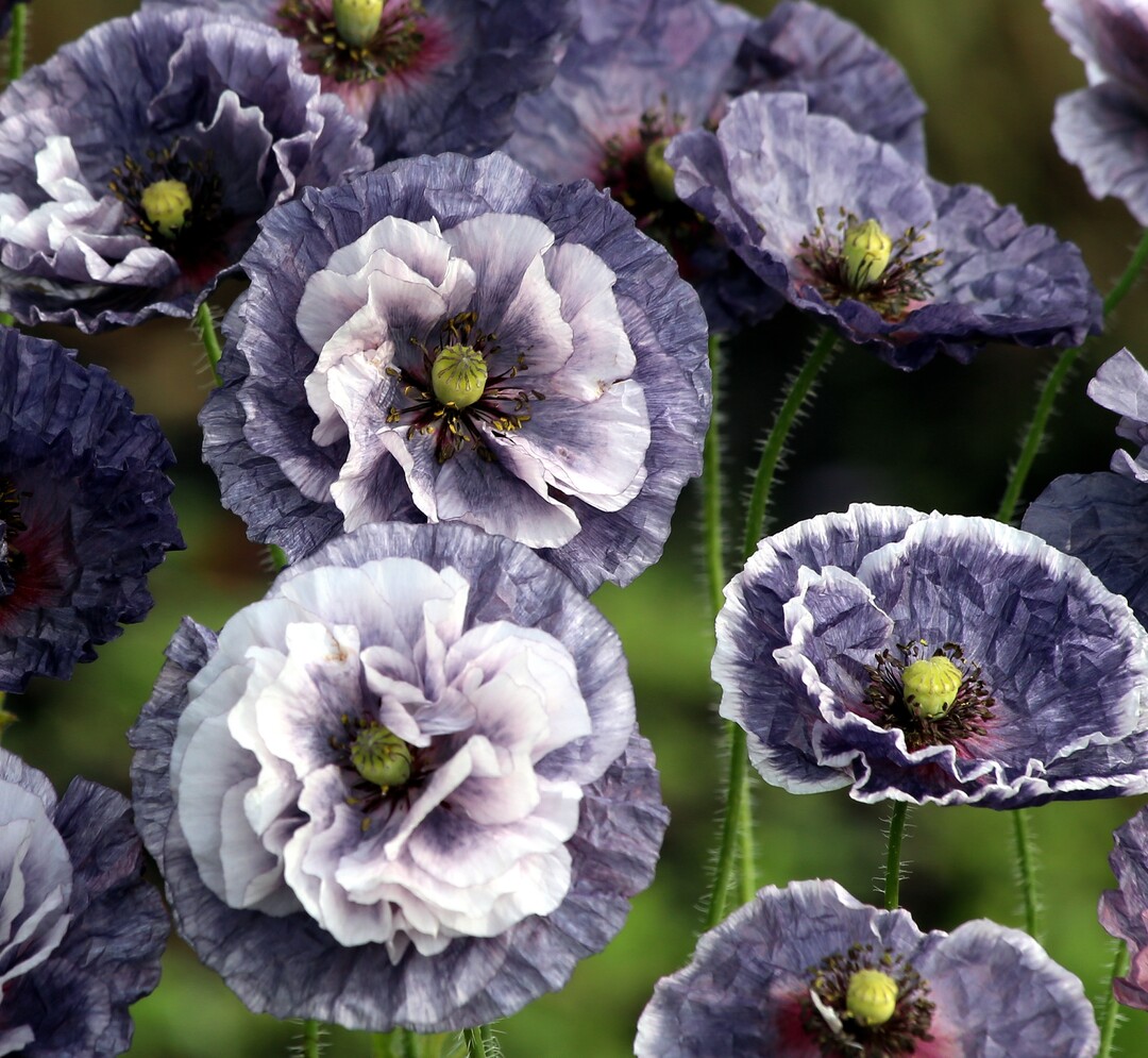 Papaver rhoeas "Amazing Grey" - die Top-Neuheit bei Thysanotus-Samenhandel