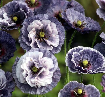Papaver rhoeas "Amazing Grey" - die Top-Neuheit bei Thysanotus-Samenhandel