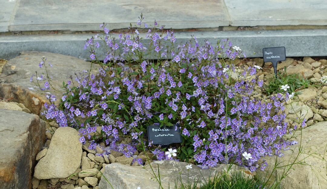 Veronica catarractae statt Parahebe catarractae