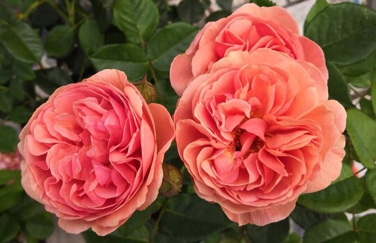   Park Abbey Rose (Lens Roses)

ist eine duftende und reichblhende Strauchrose mit groen 8 cm nostalgischen gefllten schalenfrmigen Blten und einer einzigartigen lachsrosa Bltenfarbe. Sie duften moderat bis stark nach Myrrhe und stehen in Bscheln zu drei, fnf bis sieben Blten zusammen. Sie sind regenfest und blhen wiederholt zwischen Juni bis Oktober. Das fnffach gefiederte Laub ist matt dunkelgrn mit einem blaugrauen Schimmer. Der blattgesunde Strauch wchst aufrecht bis 120 bis 150 cm. Ideal auch als Schnittrosen. Fr Rosenbeete, gemischte Rabatten, als Hecke im guten Gartenboden. (Lens Roses)