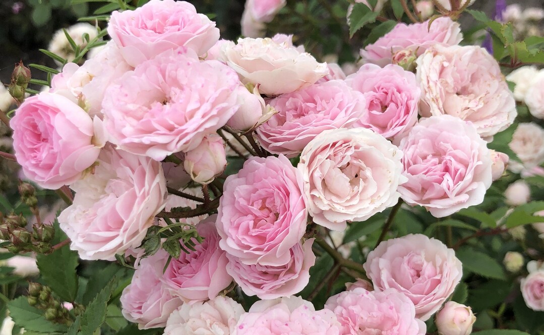 Kleinstrauchrose Pashima