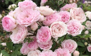 Kleinstrauchrose Pashima