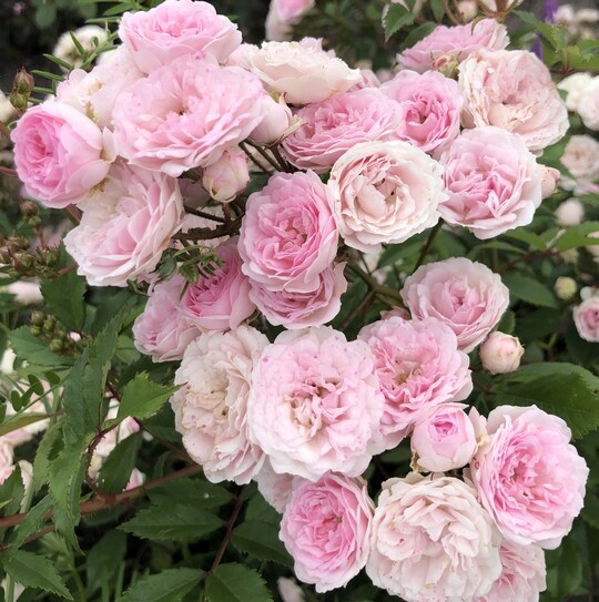 beraus liebliche und
vergleichsweise zierlich wachsende Kleinstrauchrose
(80 x 50 cm) mit bogig berhngendem
Habitus. Bietet sich mit ppigen Dolden
kleiner, zartrosa Blten fr flchige
Pflanzungen ebenso an, wie in Kombination
mit Stauden. <br>