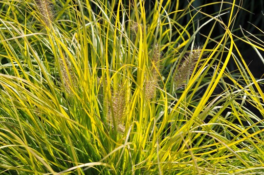   Pennisetum "Lumen Gold"