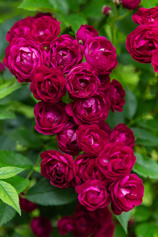      Perennial Domino ist eine Ramblerrose von Rosen Tantau, die ausdauernd blht in groen magenta-roten Rispen. Sie wchst je nach Kletterhilfe zu einer undurchdringlichen Wand oder zu einer dichten Bltensule. Der Neuheitenwettbewerb von Baden-Baden ist eine der angesehensten Rosenprfungen der Welt. Nach drei Jahren der Bonituren durch mehrere Jurys erhielt Perennial Domino den Ehrenpreis der Deutschen Rosengesellschaft, die Goldmedaille in der Kategorie Kletterrosen und sogar als erste Kletterrose in der Geschichte die hchste Auszeichnung des Wettbewerbes: die Goldene Rose von Baden-Baden 2020.   