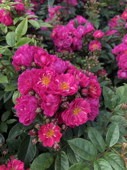 Perfumy Siluetta, eine fterblhende lieblich duftende Ramblerrose bis 1,7 m hoch, die durch langsamen Wuchs sich auch fr kleinere Grten und Kbel eignet