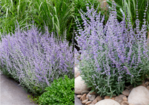 Perovskia atriplifolia `Prime Time"