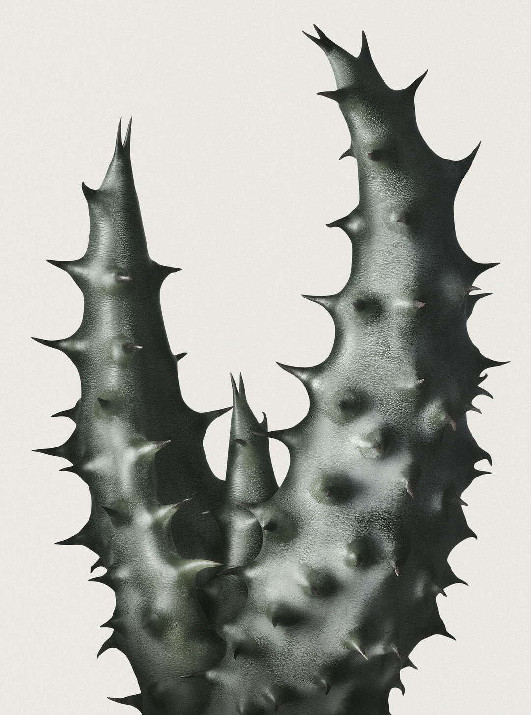Peter Lippmann, Cacti 1 (Fotografie)