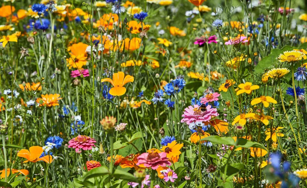 Peters Farbexplosion: Diese exklusive Blumenmischung ist eine prachtvolle Hommage an
75 Jahre Gartenfreude und Pflanzenkompetenz!