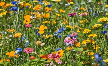 Peters Farbexplosion: Diese exklusive Blumenmischung ist eine prachtvolle Hommage an
75 Jahre Gartenfreude und Pflanzenkompetenz!