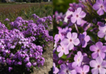 Phlox `Königin Paola‘