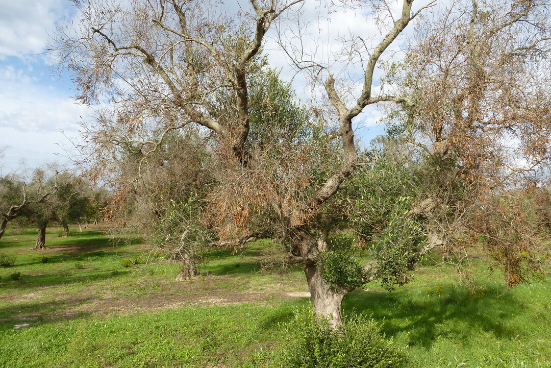 Das Bakterium Xylella fastidiosa wurde erstmal in Kalifornien/USA nachgewiesen, wird durch Zikaden verschleppt und bedroht derzeit in Italien die Existenz von Olivenhainen. 